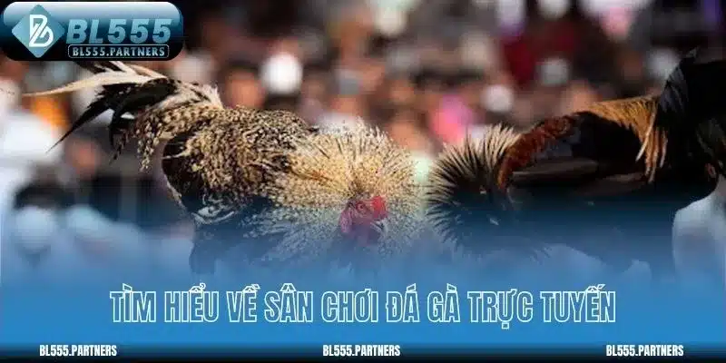 Tìm hiểu về sân chơi đá gà trực tuyến
